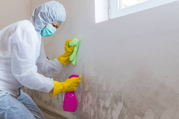 Best Residential Mold Inspection & Testing  in South Shore, KY